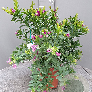 Polygala myrtifolia GM C3