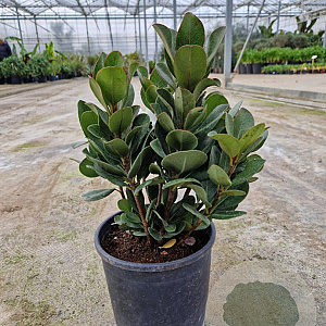 Rhaphiolepis umbellata ovata 20-30 cm 3,0L