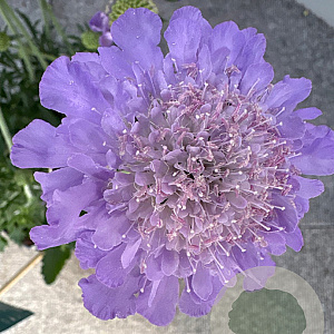 Scabiosa col. 'Mariposa Blue' GM P17