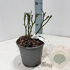 Rosa (H) 'Sea Foam' 10-15 cm C1.5