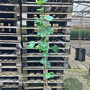Vitis coignetiae 150-175 cm vierkant rond 5,5L