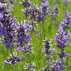 Lavandula ang. 'Graves' 30-40 cm 3,0L