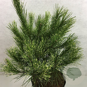 Pinus d. 'Burke's Red Variegated' 40-50 cm 10L