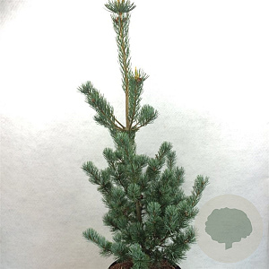 Pinus parv. 'Aoi' 40-50 cm 7,5L