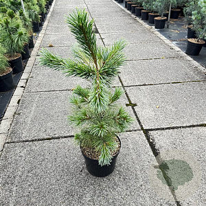 Pinus strobiformis 'White Winter' 70-80 cm 10L