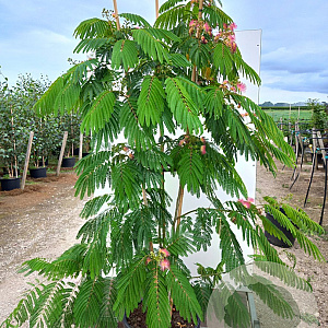 Albizia julibrissin 200-250 cm cont. 130L meerstammig