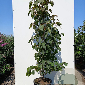 Davidia involucrata 175-200 cm 20L meerstammig