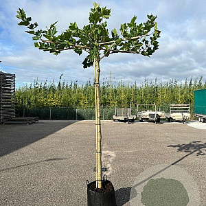 Platanus hispanica 20-25 HO cont. 230L 240 cm stam dakvorm