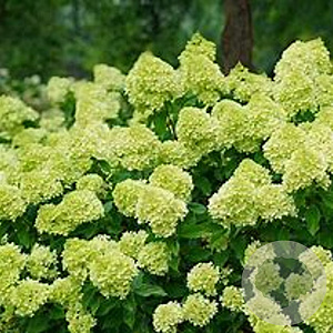 Hydrangea pan. Mojito 25-30 cm 3,0L