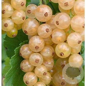 Ribes rub. 'Primus' 30-35 cm 3,0L