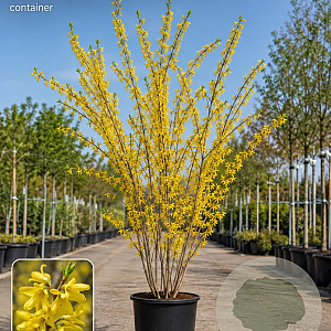 Forsythia int. 'Spectabilis' 250-300 cm container meerstammig