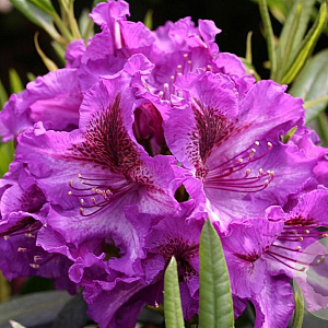 Rhododendron 'Anatevka' 30-40 cm 5,0L struik