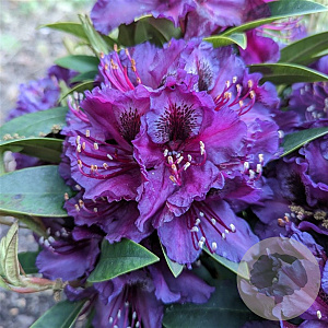 Rhododendron 'Black Pearl' 30-40 cm 5,0L struik