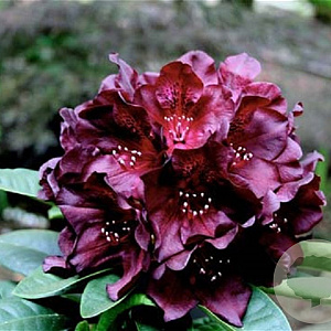 Rhododendron 'Black Widow' 30-40 cm 5,0L struik