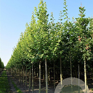 Acer rubrum 12-14 HO draadkluit