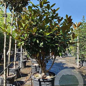 Magnolia grand. 'Goliath' 100-125 cm container piramide