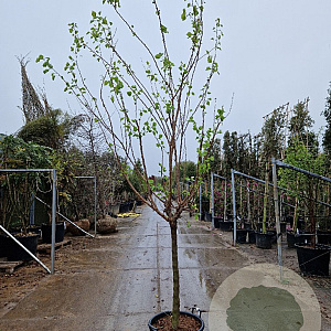 Prunus ar. 'Polonais' 100 cm stam container 12-14