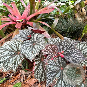 Begonia 'Little Moon' GM P9