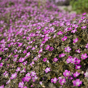 Geranium Orkney Cherry GM P9