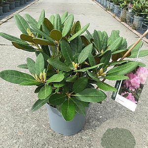 Rhododendron (Y) 'Silberwolke' 25-30 cm 5,0L