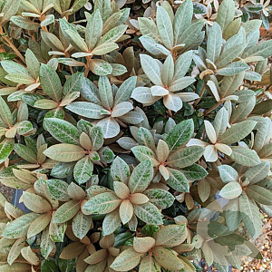 Rhododendron bureavii 'Hydon Velvet' 30-40 cm 5,0L struik