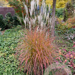 Miscanthus sin. 'Little Miss' GM P9