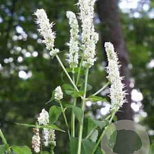 Agastache nepetoides GM P9 BIO