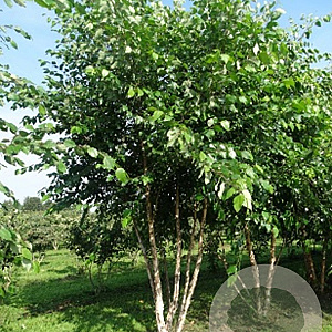 Betula nigra 400-450 cm draadkluit meerstammig