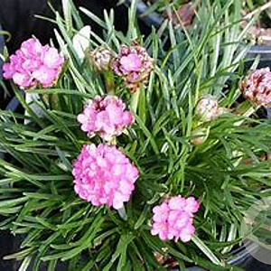 Armeria jun. 'Sugar Baby' GM P9 BIO