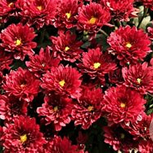 Chrysanthemum (I) 'Red Velvet' GM P9 BIO