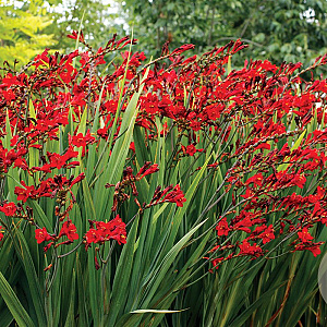 Crocosmia 'Dragonfire' GM P9 BIO