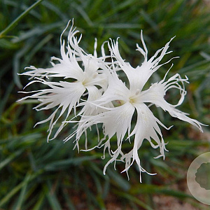 Dianthus arenarius GM P9 BIO