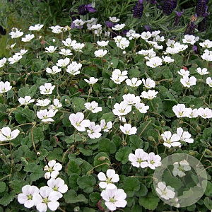 Erodium variabile 'Album' GM P9 BIO