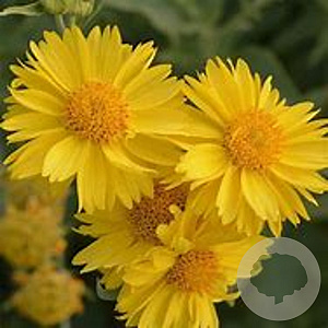Gaillardia gr. Mesa Yellow GM P9 BIO