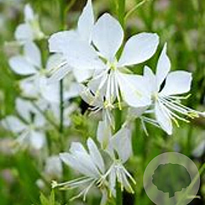 Gaura l. 'Cool Breeze' GM P9 BIO