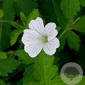 Geranium ox. 'Ankum's White' GM P9 BIO