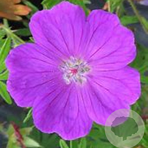 Geranium sang. 'Vision Violet' GM P9 BIO