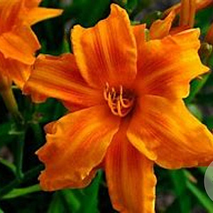 Hemerocallis 'Bandolero' GM P9 BIO