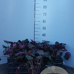 Heuchera 'Chocolate Ruffles' GM P9 BIO