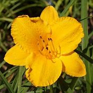 Hemerocallis 'Golden Prize' GM P9 BIO