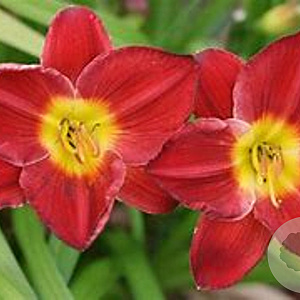 Hemerocallis 'Scarlet Breeze' GM P9 BIO