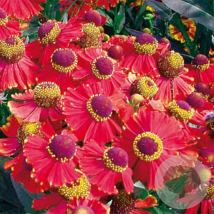 Helenium 'Red Jewel' GM P9 BIO