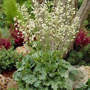 Heuchera sang. 'White Cloud' GM P9 BIO