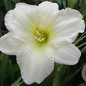 Hemerocallis 'White Lemonade' GM P9 BIO