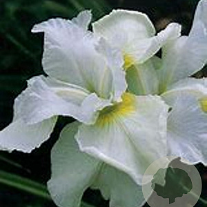 Iris sib. 'Harpswell Happiness' GM P9 BIO