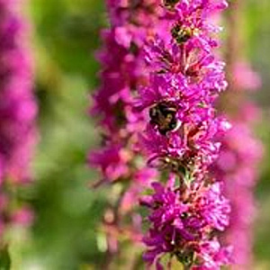 Lythrum sal. 'Pink Blush' GM P9 BIO