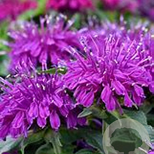 Monarda Balmy Lilac GM P9 BIO