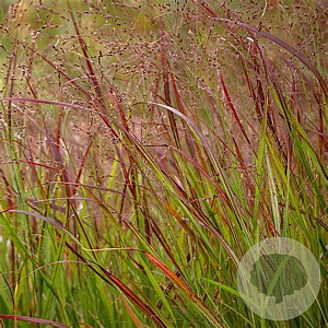 Panicum virgatum 'Oxblood Autumn' GM P9 BIO