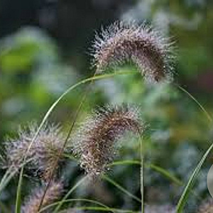 Pennisetum al. 'Weserbergland' GM P9 BIO