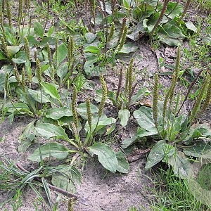 Plantago major GM P9 BIO
